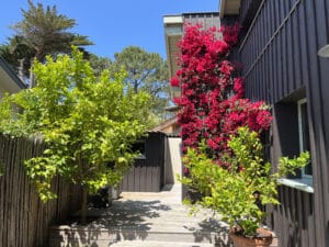 Bougainvillier rouge vif grimpant sur une façade en bois foncé. Un grand citronnier vert et une terrasse ensoleillée.