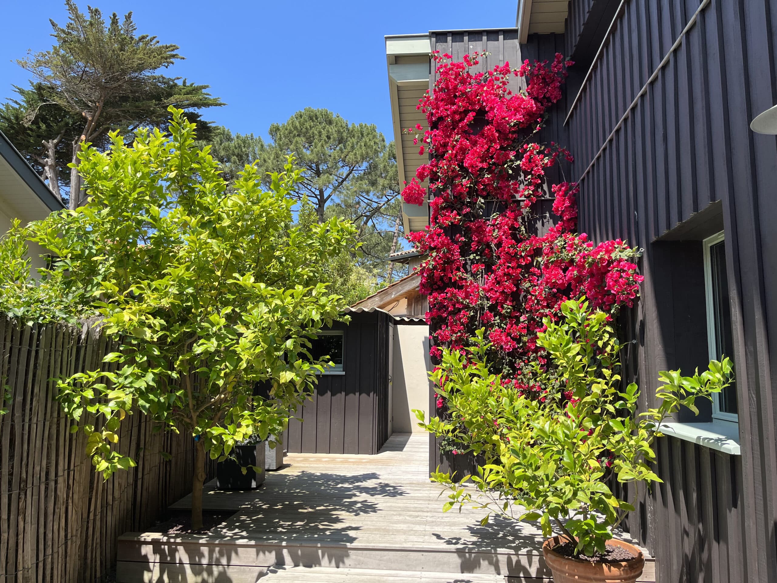 Bougainvillier rouge vif grimpant sur une façade en bois foncé. Un grand citronnier vert et une terrasse ensoleillée.
