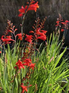 Crocosmia 'Lucifer' rouge vif en pleine floraison sur des tiges fines. Feuilles vertes luxuriantes contrastant avec un fond de jardin sombre.