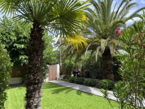 Deux palmiers majestueux et un oléandre rouge bordent une pelouse verte éclatante. Longue allée en bois menant à un portillon.