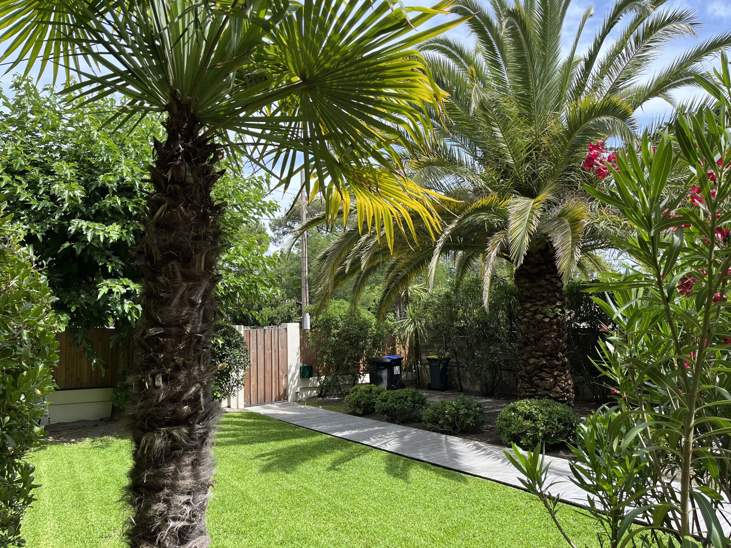Deux palmiers majestueux et un oléandre rouge bordent une pelouse verte éclatante. Longue allée en bois menant à un portillon.