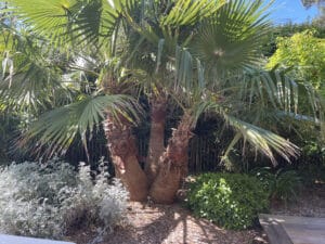 Jardin ensoleillé avec trois palmiers éventail aux troncs fibreux. Feuilles vertes luxuriantes, paillis de bois, et arbustes argentés/verts.